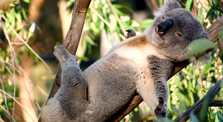 Scientists Figure Out the Great Mystery of Why Koala Bears Hug Trees |  dk5107